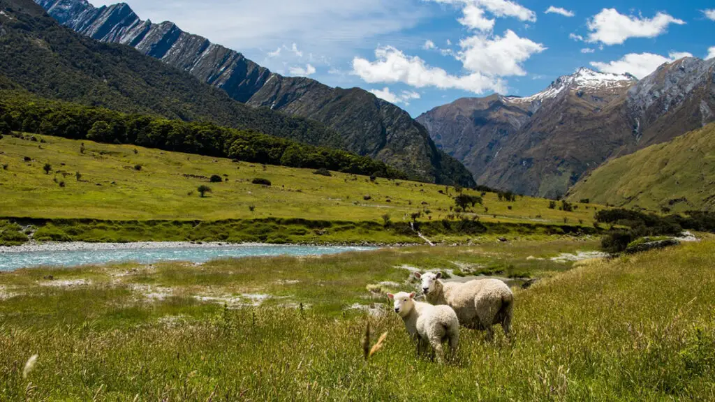 new zealand elder care feature