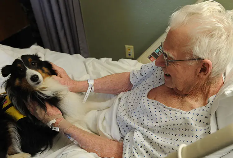 therapy dog volunteer