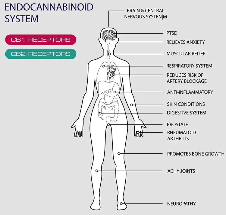 endocabinnoid system diagram