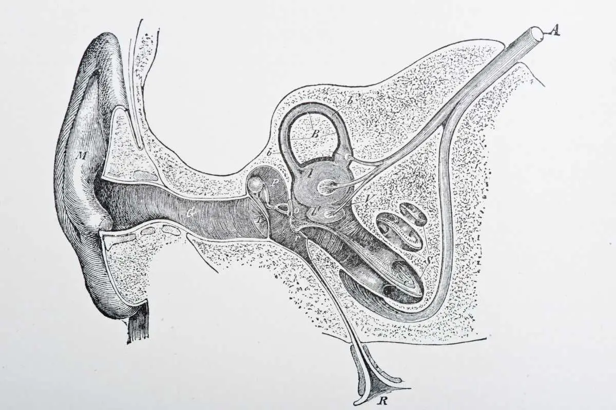 Black and white diagram cross section of the external and inner ear