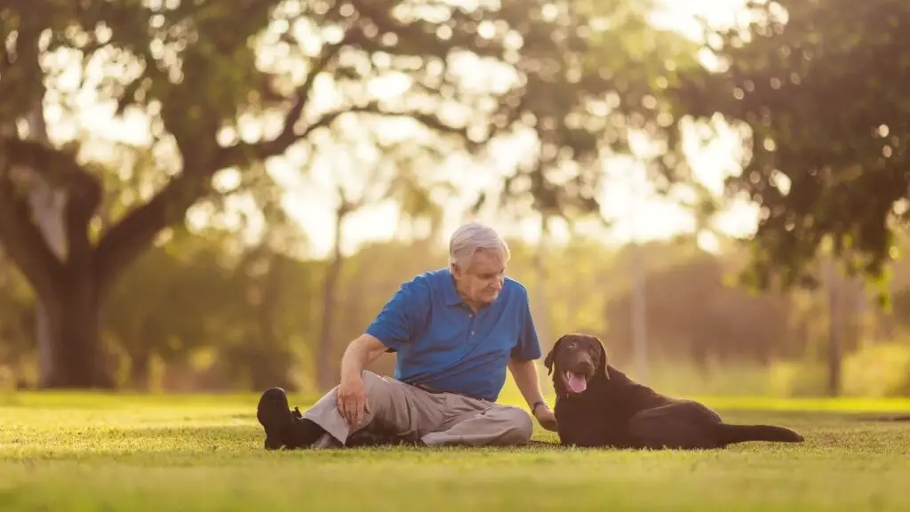 dog breeds for seniors feature
