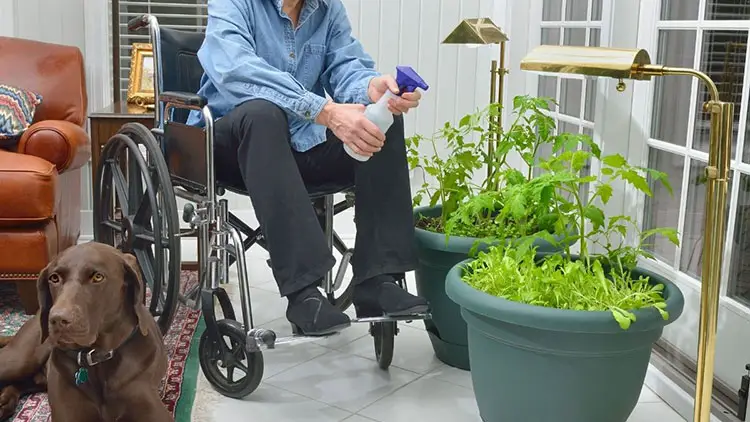 disabled woman indoor gardening