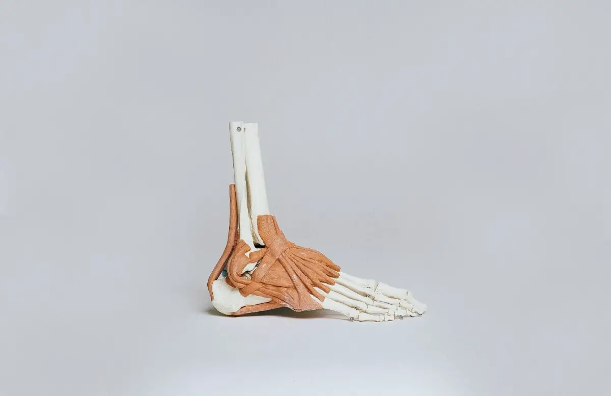 A model of a foot, showing everything from the heel to the longest toe.