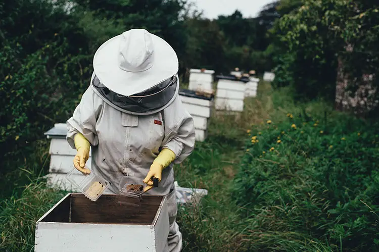 apiary bee farm