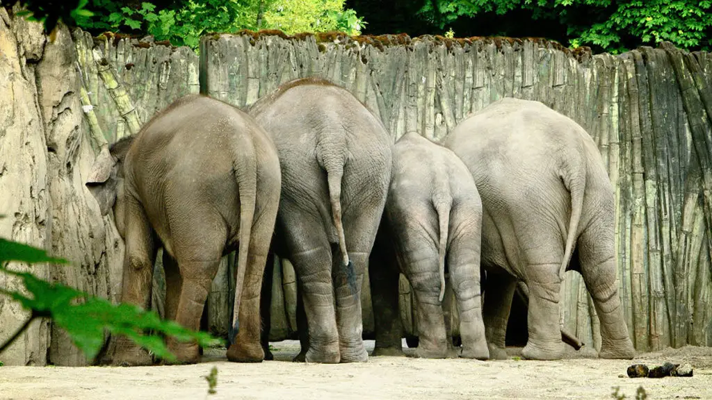 herd of elephants