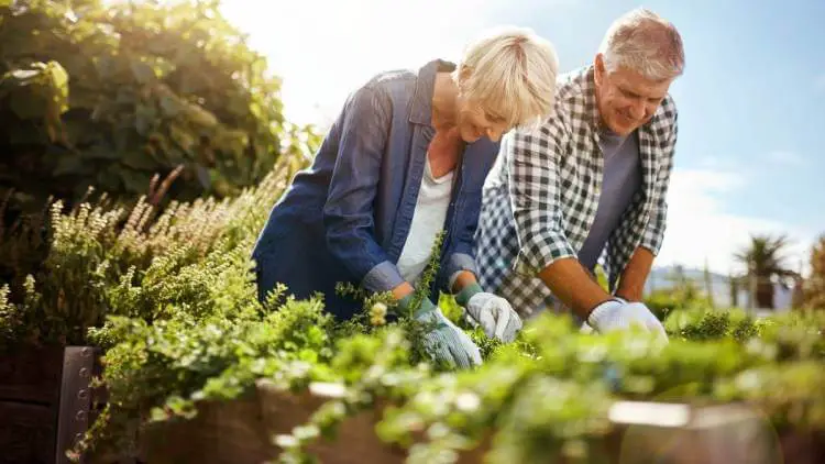 senior retired couple gardening